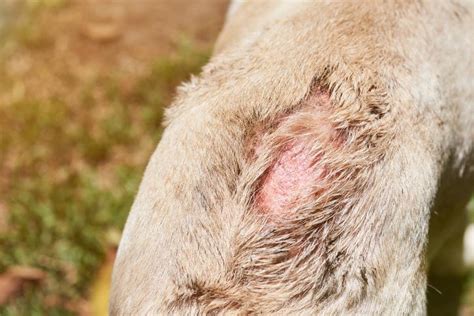 Why Does My Dog Have Irritated Skin Causes And Recommendations