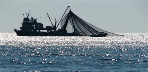 Plus De La Moitié Des Océans Sont Aujourdhui Exploités Par La Pêche