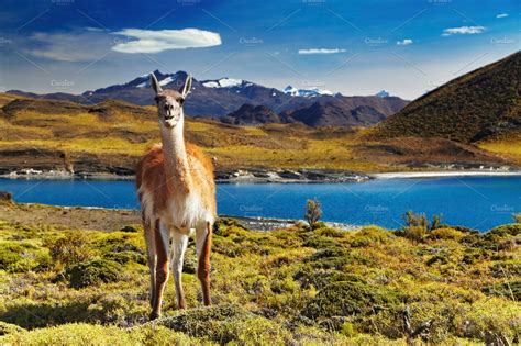 Torres Del Paine Stock Photo Containing America And Andes Animal
