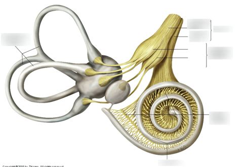 Vestibular And Cochlear Spiral Ganglia Diagram Quizlet