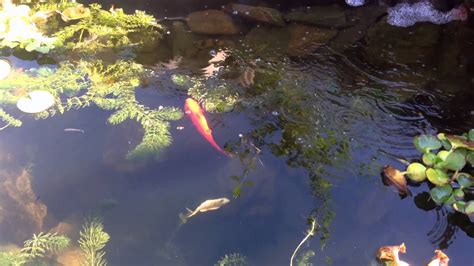 Facts about koi fish ponds including the different aspects included in a koi pond and how care for koi fish successfully. Natural Garden Pond update 11.05.2015, Tempe, Arizona ...