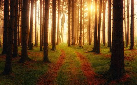 Foreign 4k Wallpaper Path Sunlight Ambiance Woods Nature 575