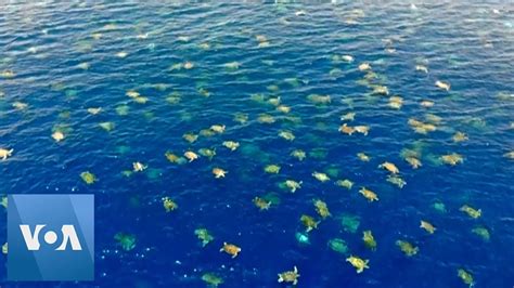 Amazing Drone Footage Captures Thousands Of Turtles Migrating Near