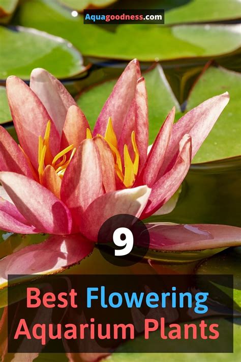 9 Best Flowering Aquarium Plants Underwater And Overwater Planted
