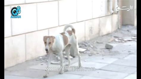 تقرير عن إنتشار الكلاب الضالة بالمناطق السكنية في الكويت youtube