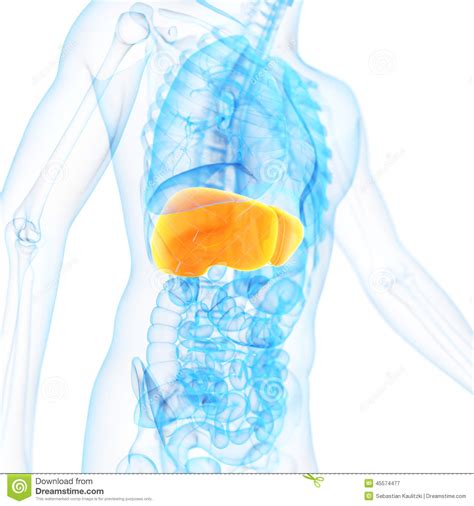 The liver stock illustration. Illustration of organs - 45574477