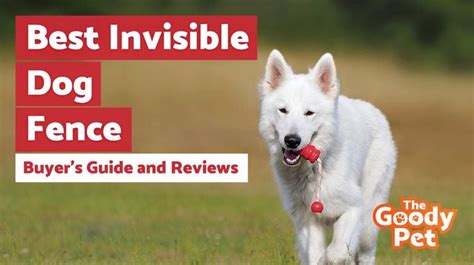 7 Best Invisible Dog Fence December 2022 Reviews The Goody Pet