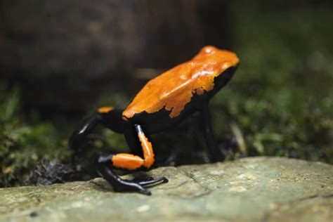 The 5 Most Deadly Frogs In The World A Z Animals