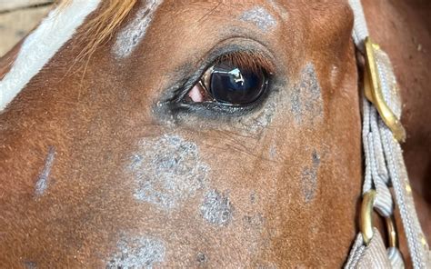 Recurring Horse Rashes Common Causes And Treatment