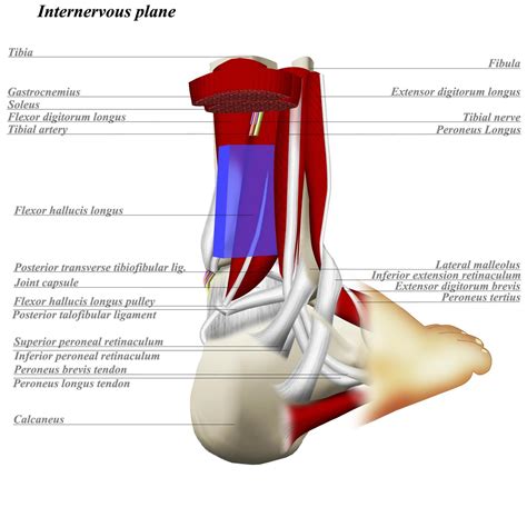 X Posterolateral To Ankle Anatomy Medbullets Step 23