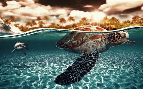 Baby Sea Turtle Wallpaper 55 Images