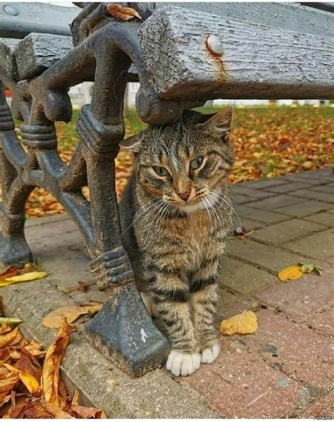Pin By Николай Александрович On А КОТ 4 Outdoor Decor Animals Cats
