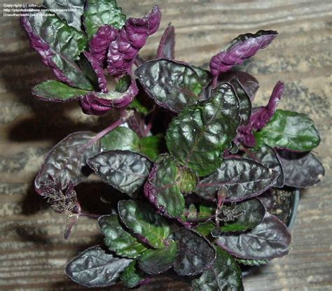 Hearst television participates in various affiliate marketing programs, which means we may get paid commissions on purchases made through our links to retailer sites. View picture of Purple Waffle Plant 'Exotica' (Hemigraphis ...