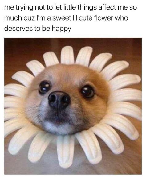 Too Pure 17 Wholesome Dog Memes Cute Dog Memes Funny Animal