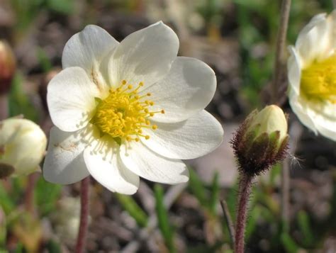 Northwest Territories Mountain Avens Is The Provincial Flower