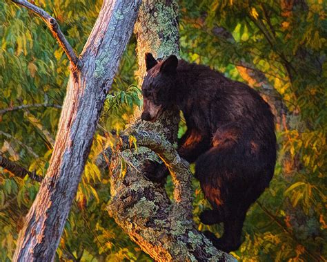 Black Bear Cub In Tree Photograph By Mary Almond Fine Art America
