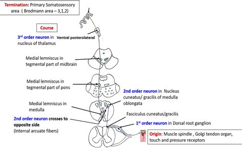 Ascending And Descending Tracts Spinothalamic Spinocerebellar