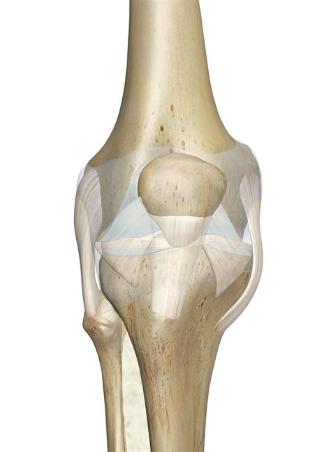 The Knee Joint Anatomy And 3d Illustrations