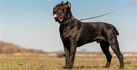 Cane Corso Breed Guide Lifespan Size And Characteristics