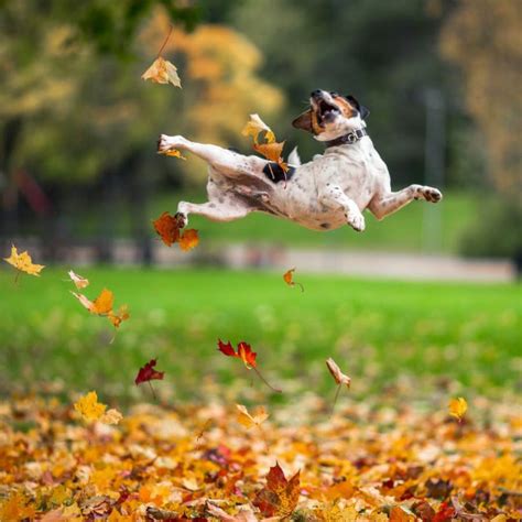 Dogs Hilariously Enjoying Autumn Leaves
