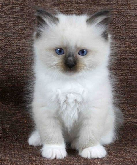 Cute Kittens For Adoption Kaumsantris