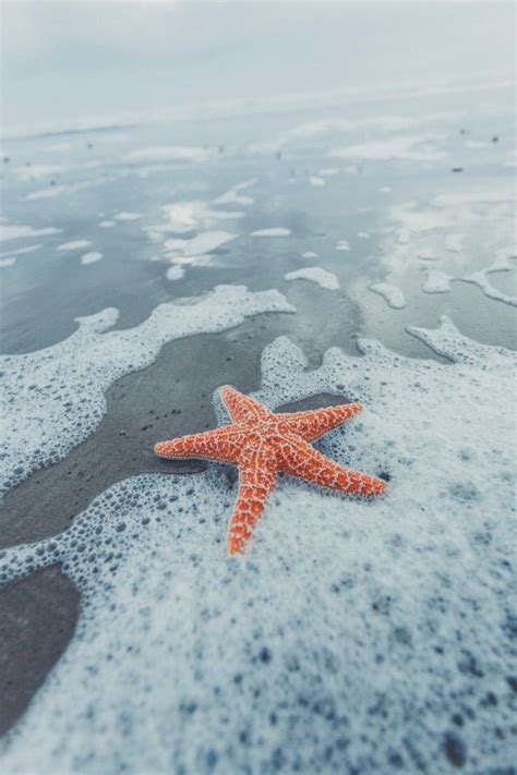Starfish On The Shore Beach Wall Collage Nature Photography Beach