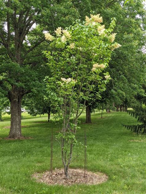 Syringa Reticulata Willamette Ivory Pillar™ Ivory Pillar™ Japanese Tree Lilac The Dawes