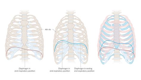 What Organ Is Located Is Middle Of Chest Under End Of Rib Cage
