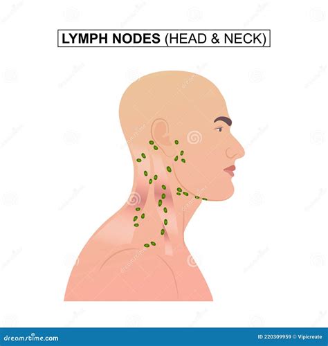 Lymph Nodes Diagram Neck