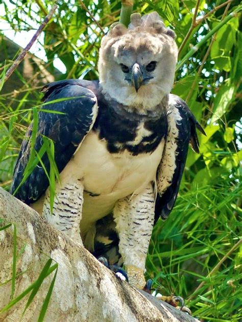 Harpy Eagle The Worlds Largest Raptor Bird In 2021 Most Beautiful