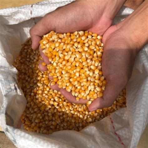 Jual Jagung Brondong Bahan Popcorn Mentah Import 1 Kg Indonesia