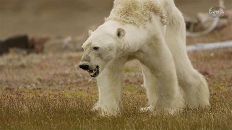 Dr Susan Crockford White Lie The Cruel Abuse Of A Starving Polar
