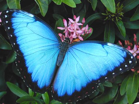 Blue Butterfly 1 Biological Science Picture Directory
