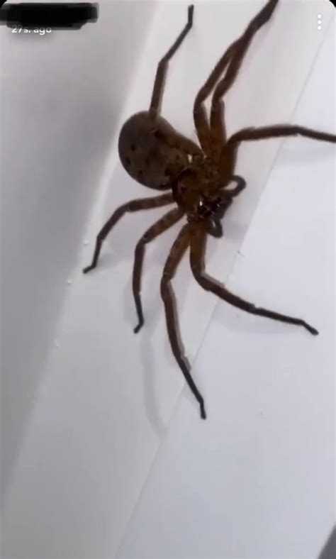 Need Help Identifying This Spider Found In Qld Australia Spiders
