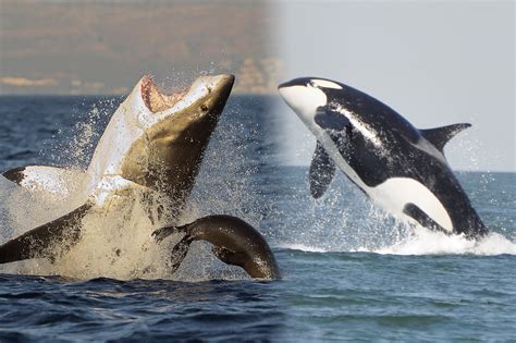 Killer Whales Eating Seals