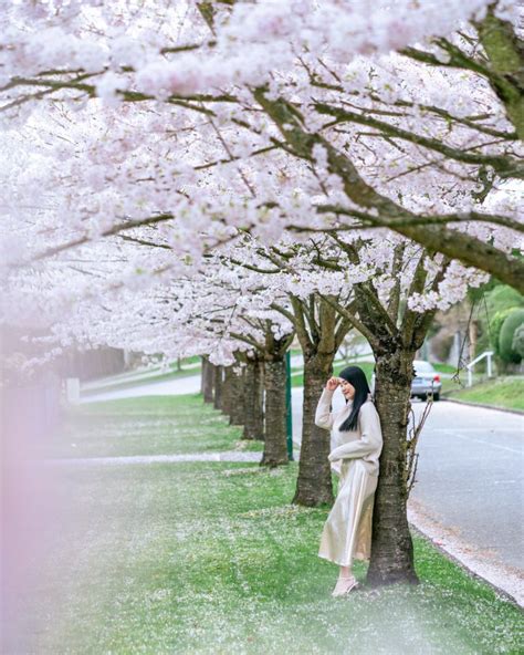 Cherry Blossoms In Vancouver My Suitcase Journeys