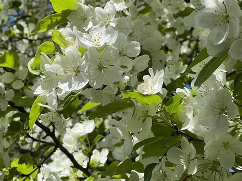 Photo Of The Bloom Of Flowering Crabapple Malus Snowdrift Posted By