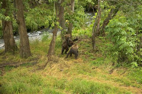 free picture two grizzly bear cubs play forest