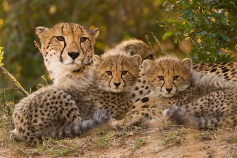 Cheetah Stock Photos Pictures And Royalty Free Images Istock