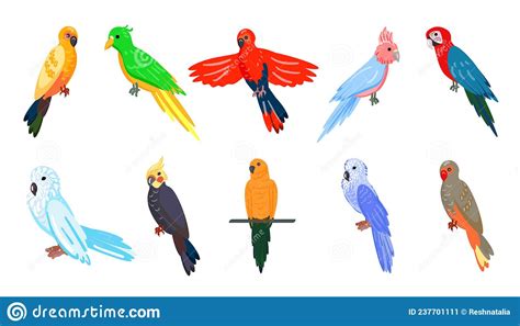 Parrots Cartoon Vector Illustration Parrot Set Exotic Birds Royalty