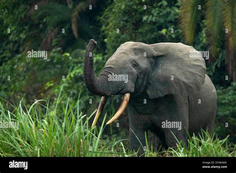 African Forest Elephant Loxodonta Cyclotis Odzala Kokoua National