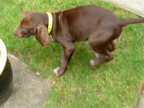 Mom is chocolate gsp lab mix and dad is a purebred chocolate lab. Weimaraner & german pointer mix puppy. - YouTube