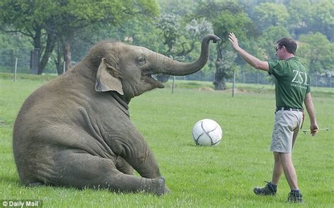 Euro 2012 Hilarious Video Shows Elephant Playing Football Daily Mail