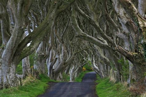 Amazing Tree Tunnel In The Northern Ireland 18 Pics