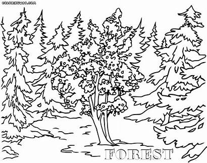 Forest Coloring Forest5