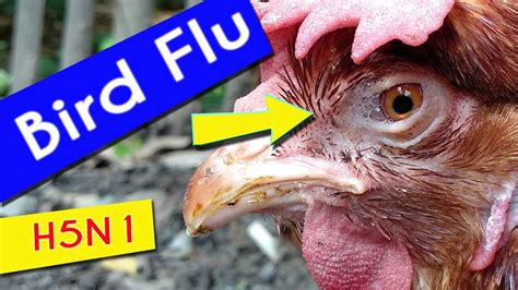 Bird Flu Signs In Chicken Virus H5 Infection And Biosecurity Problem In