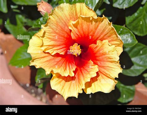 Beautiful Sunset Hibiscus Stock Photo Alamy