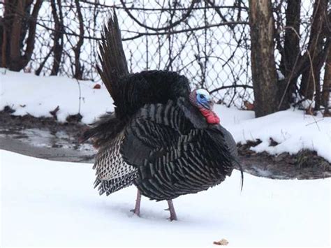 9 Things You May Not Know About Wild Turkeys