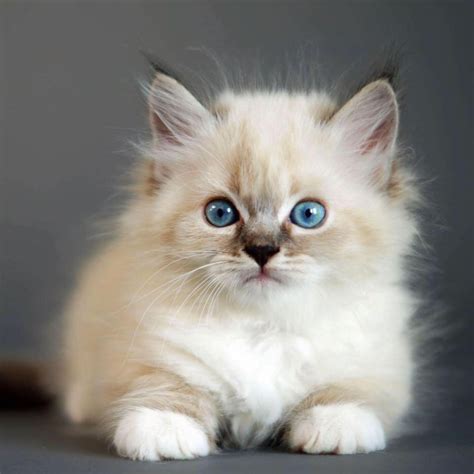 Siberian Kitten