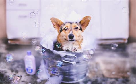 Animals Bubbles Dog Wallpaper 94297 1920x1200px On